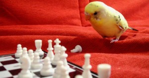 Twitter Tips for Business Part 1