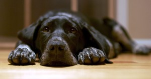 puppy laying on the floor