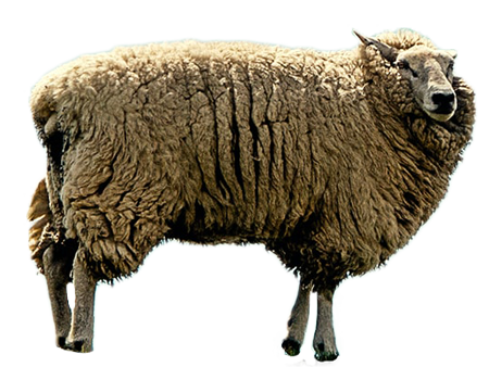 Why Simple Marketing Messages are So Darn Effective 3 sheep